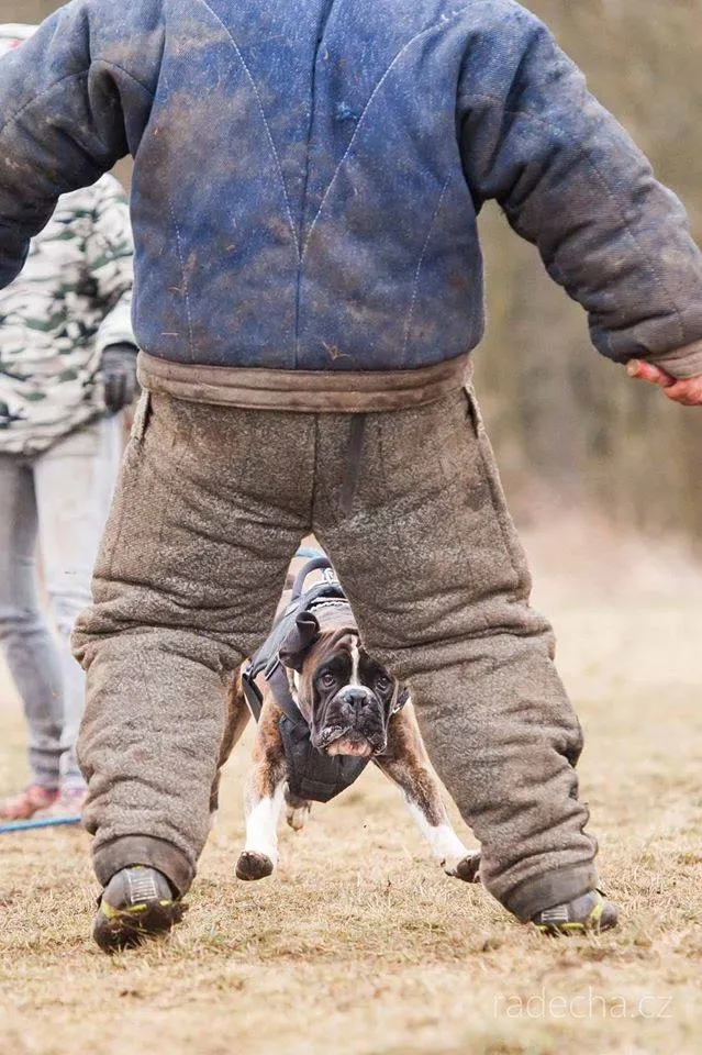 Homme contre Chien